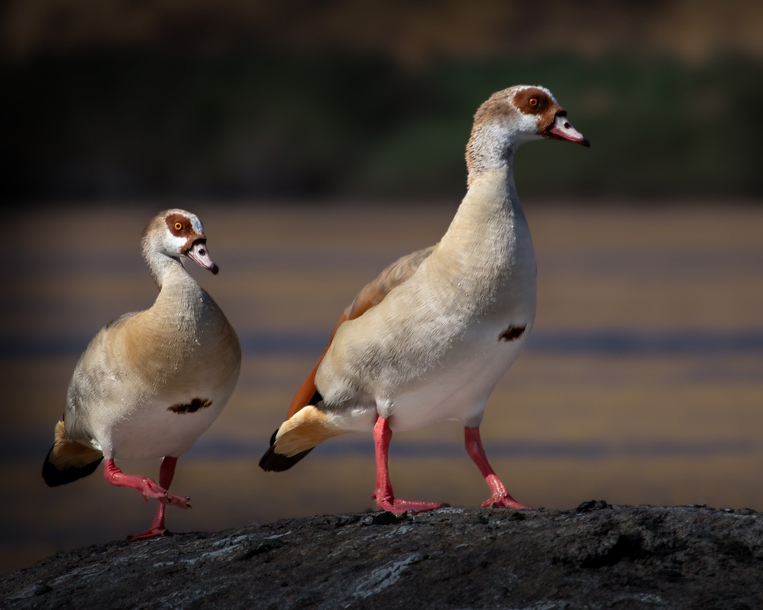 egyptian goose