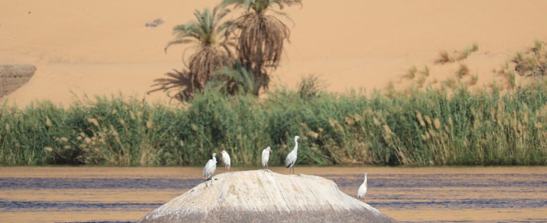 جندي مجهول: الطائر الذي أنقذ مصر من الإفلاس