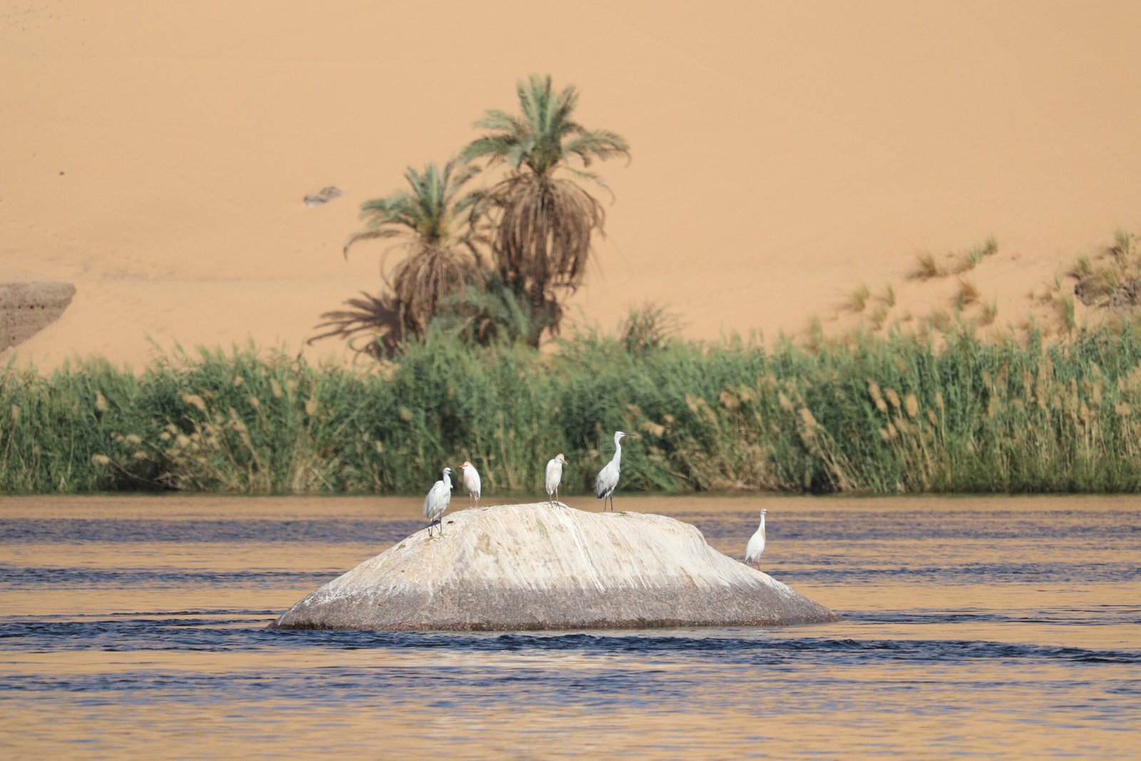 Aswan