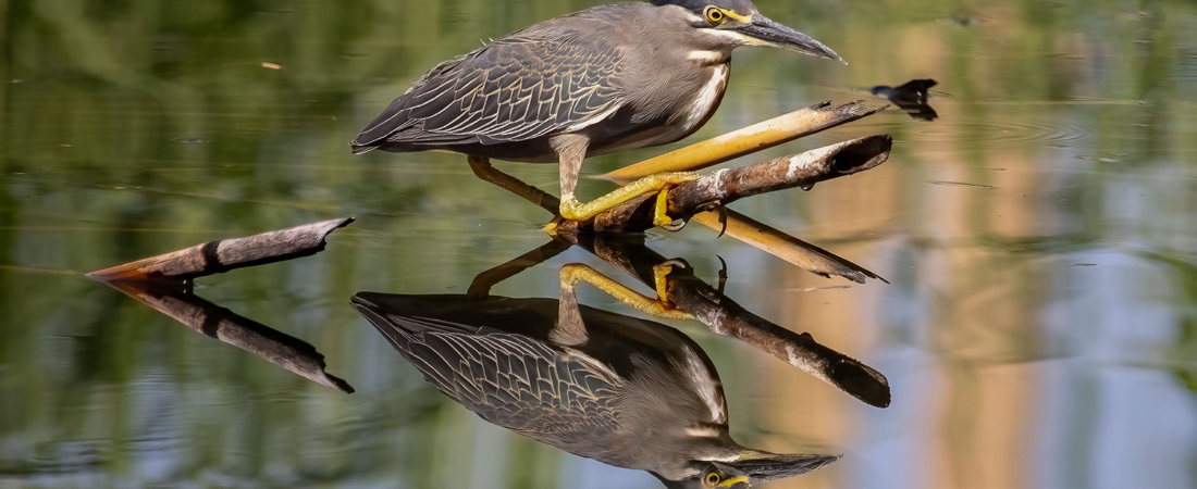 Little Heron: The Nile’s Small and Secretive Hunter