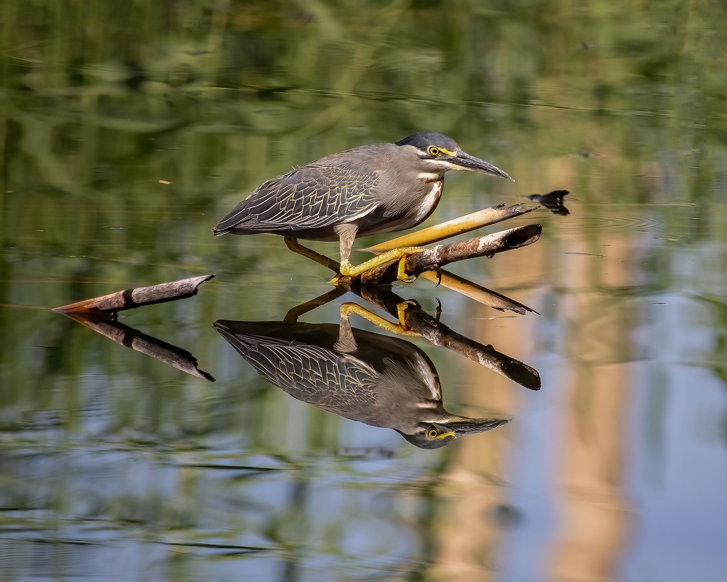 striated heron