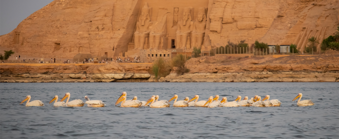 Lake Nasser:  A Hidden Paradise for Birders and Wildlife Enthusiasts