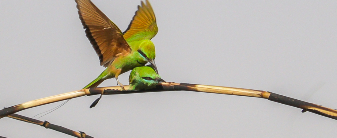 10 Fascinating Facts About the African Green Bee-eater