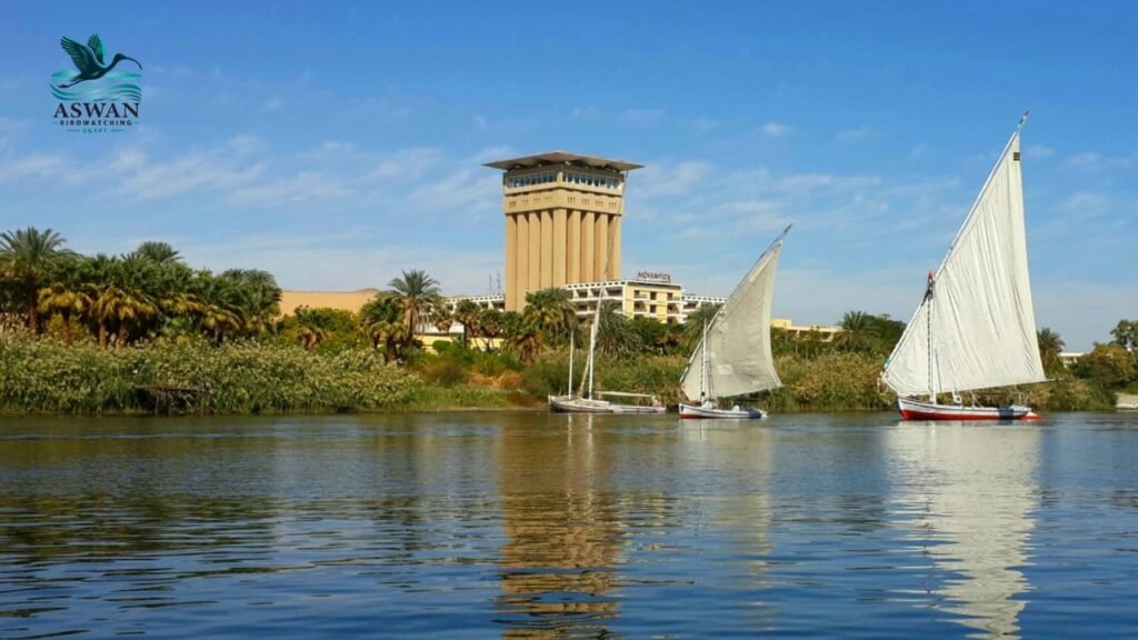 Aswan