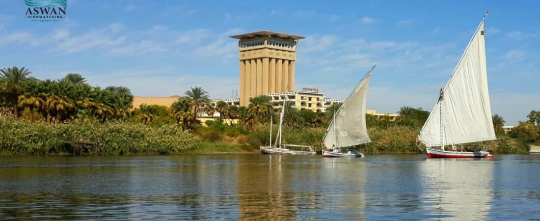 5 Unique Things to Do in Aswan Beyond the Temples