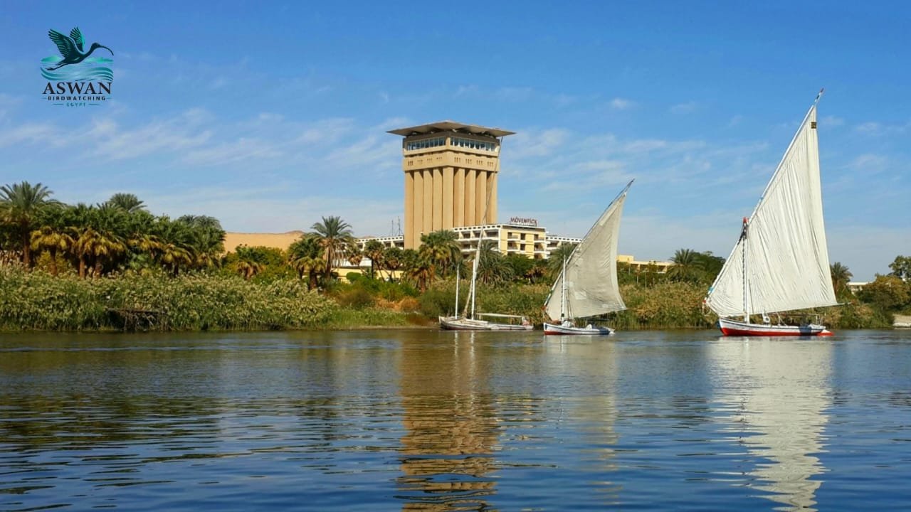 aswan city