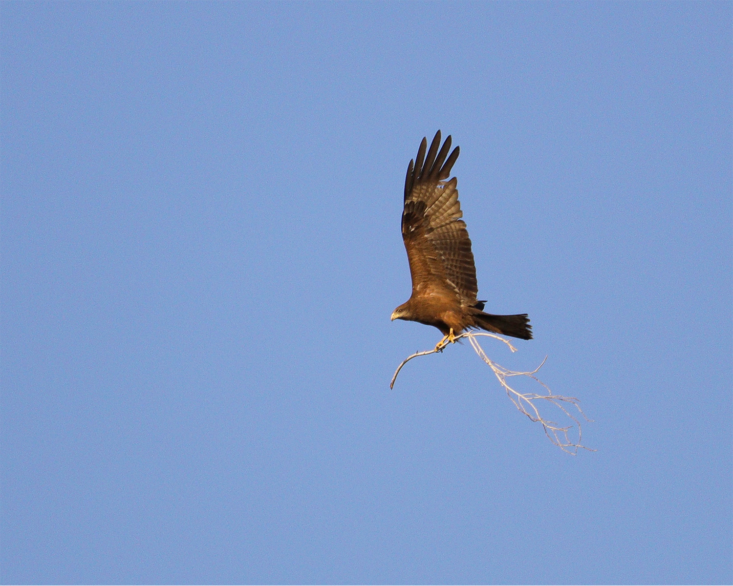 black kite