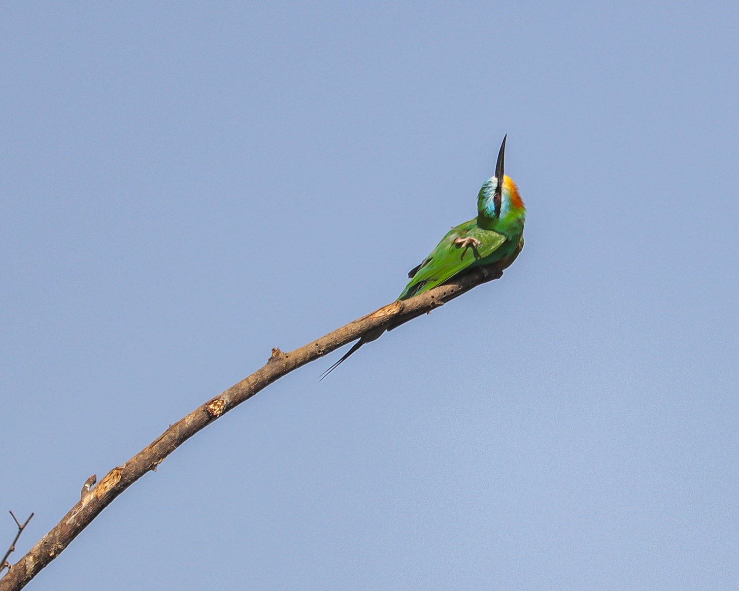 blue-cheeked bee-eater