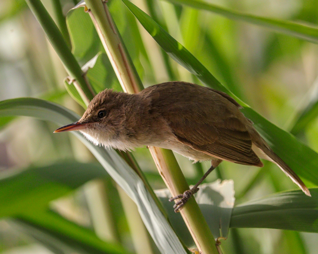 reed warbler