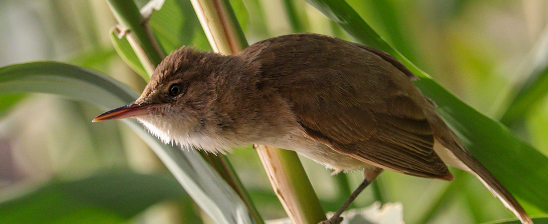 10 facts about clamorous reed warbler