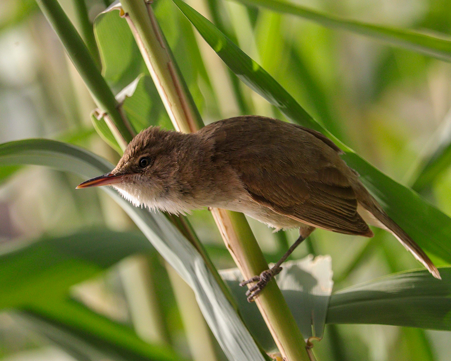 reed warbler