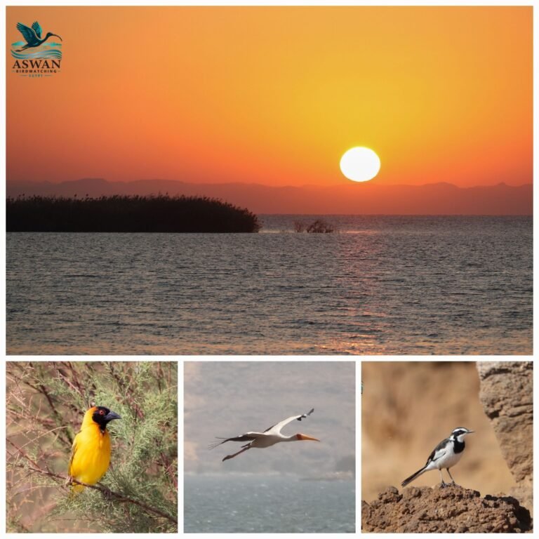 lake nasser birding