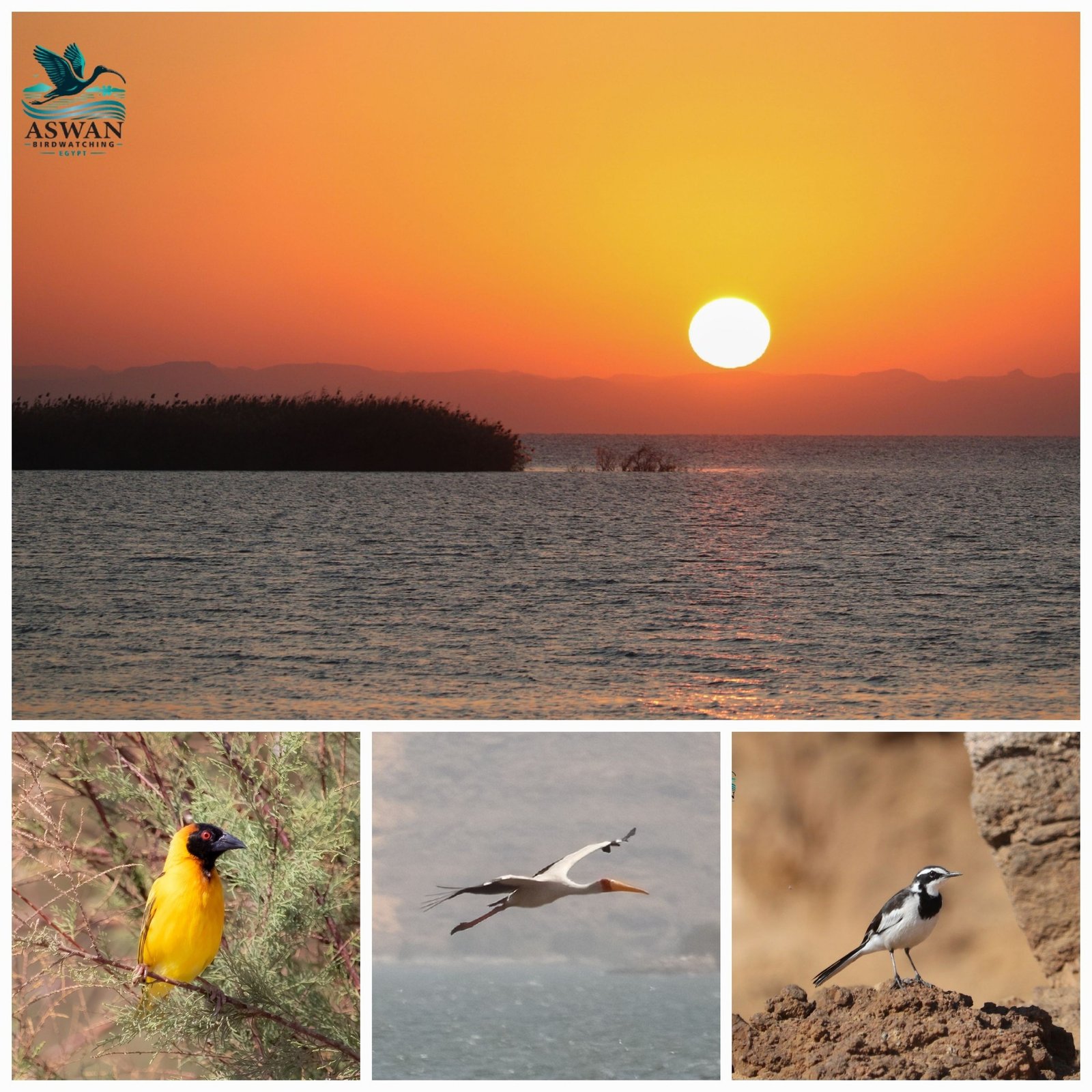 lake nasser birding