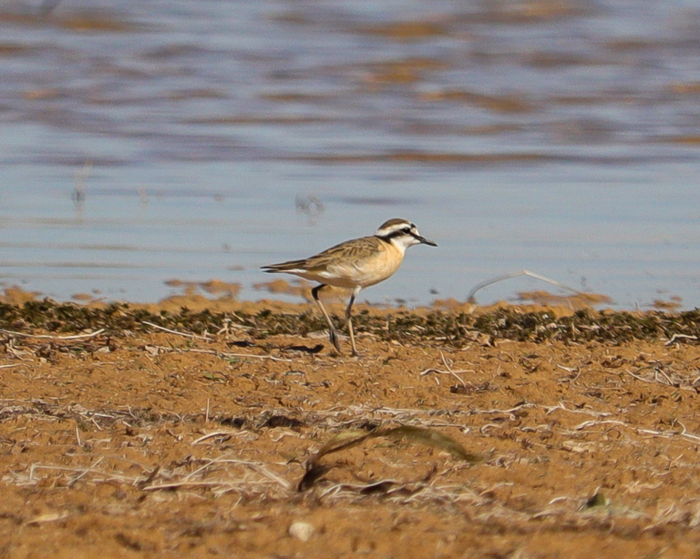 kittliz's plover