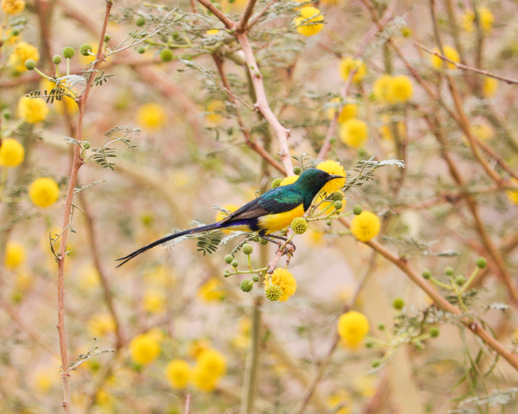 nile valley sunbird