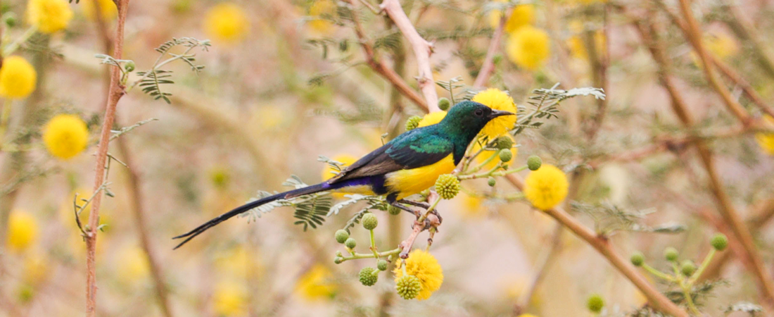 Top 10 Resident Birds to Spot in Aswan