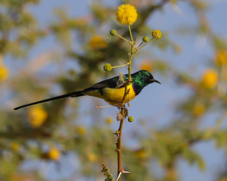 sunbird