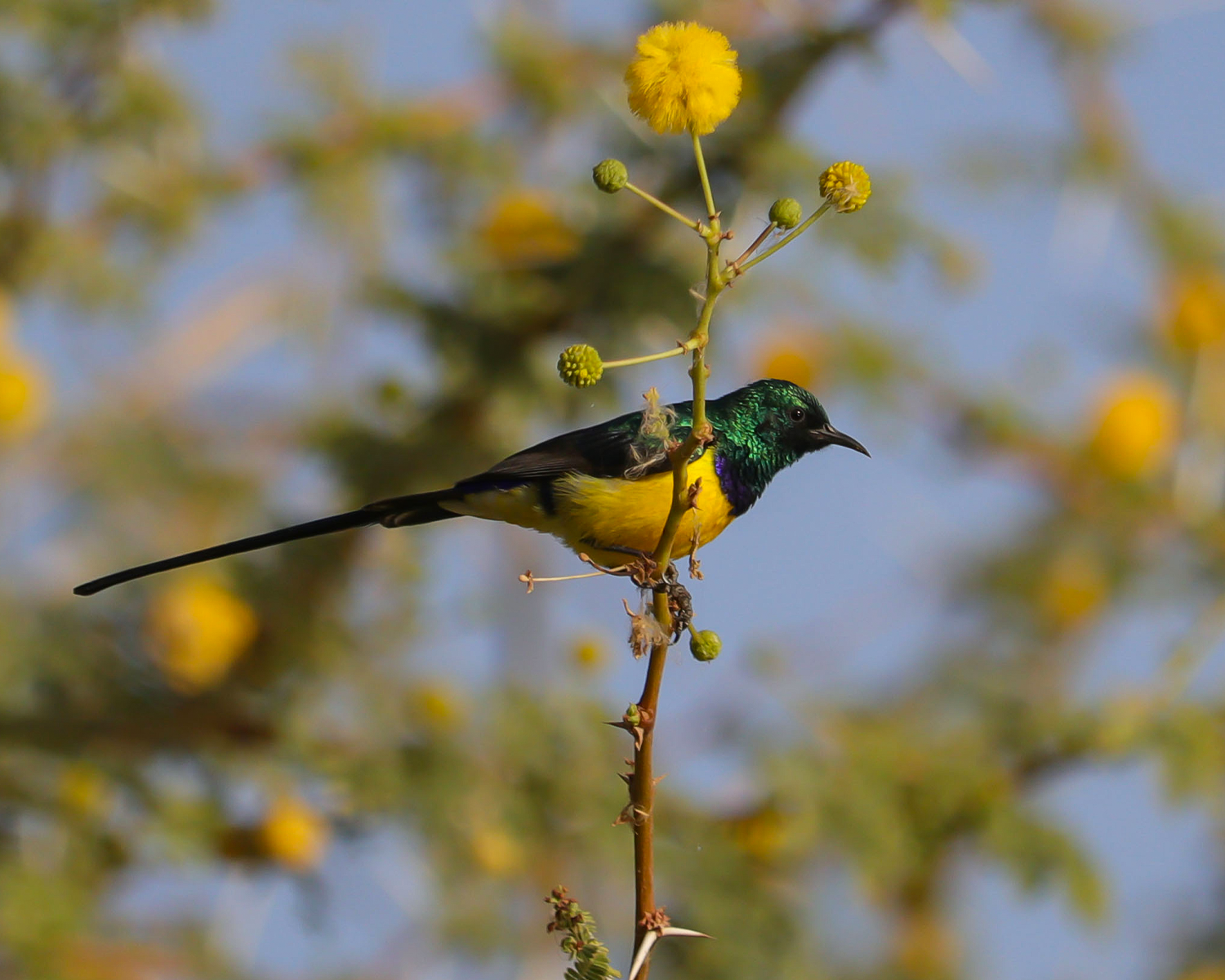 sunbird