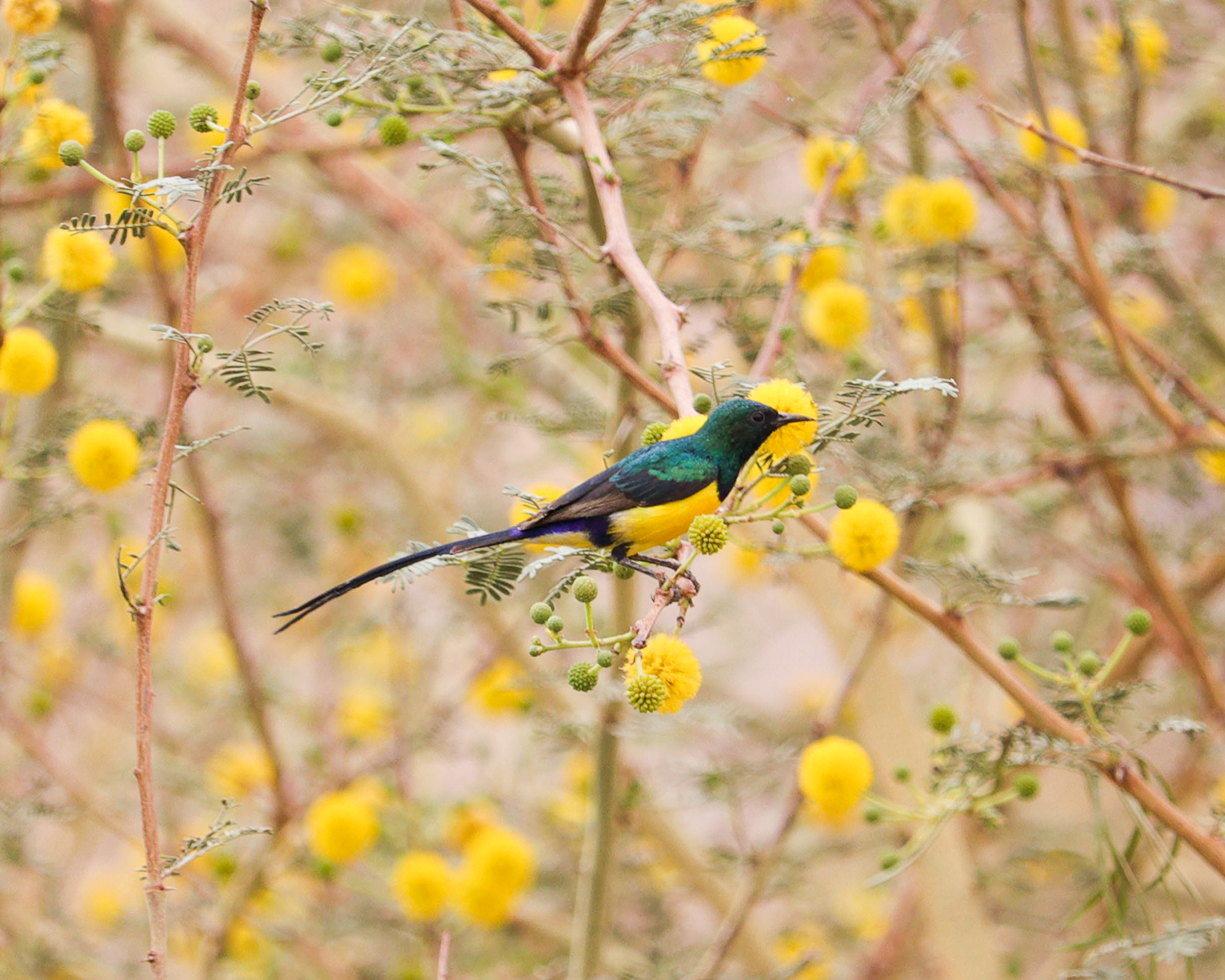 Top 10 Resident Birds to Spot in Aswan