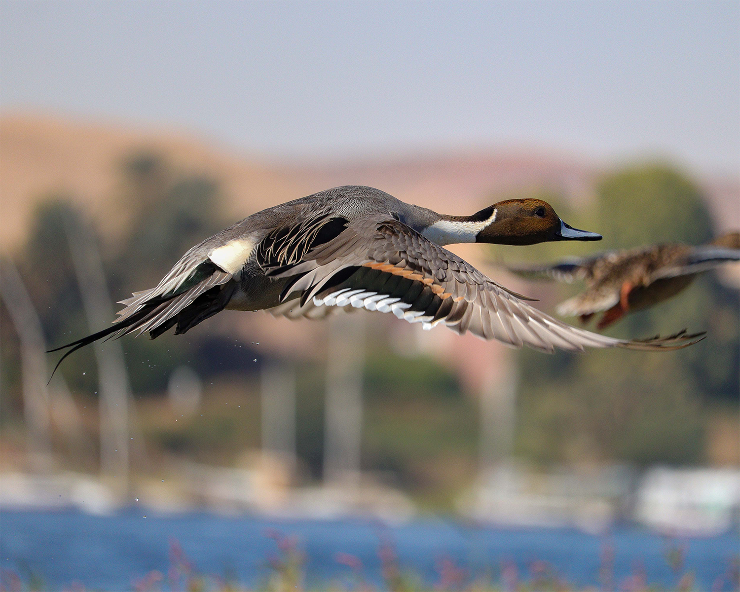 northern pintail