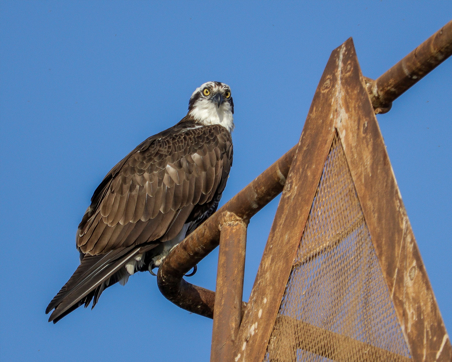 ospery