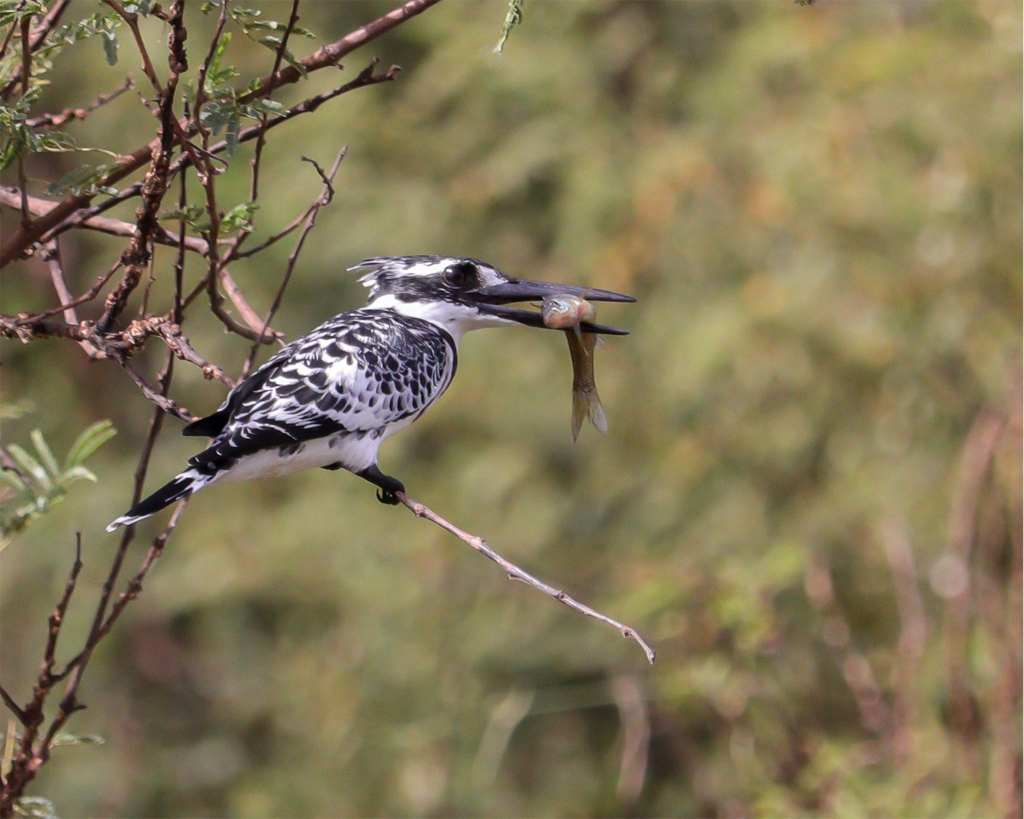 birdwatching in aswan