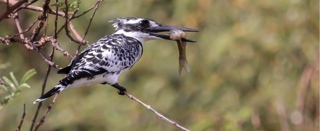Pied Kingfisher: The Nile’s Black-and-White Helicopter