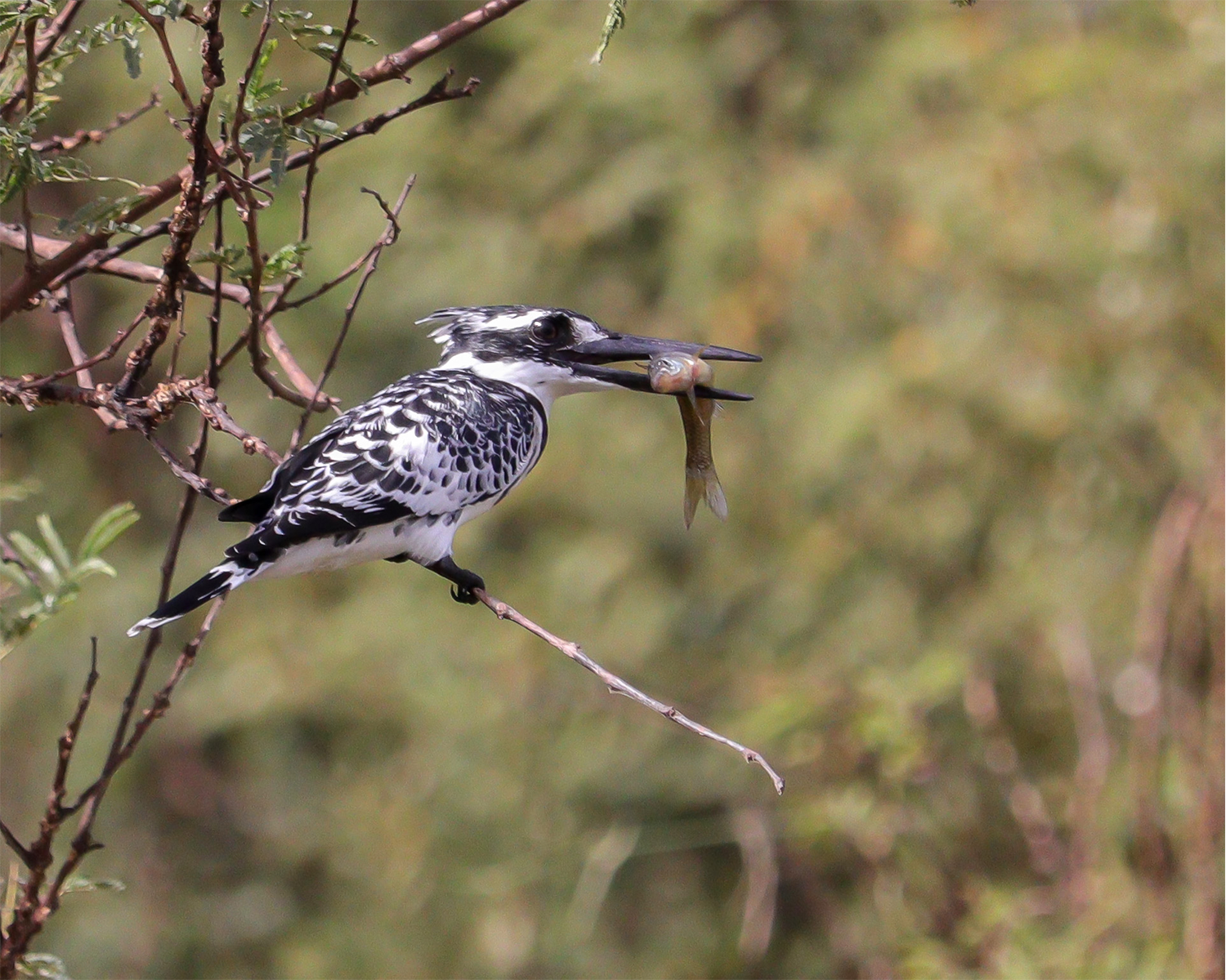pied kingfisher 2