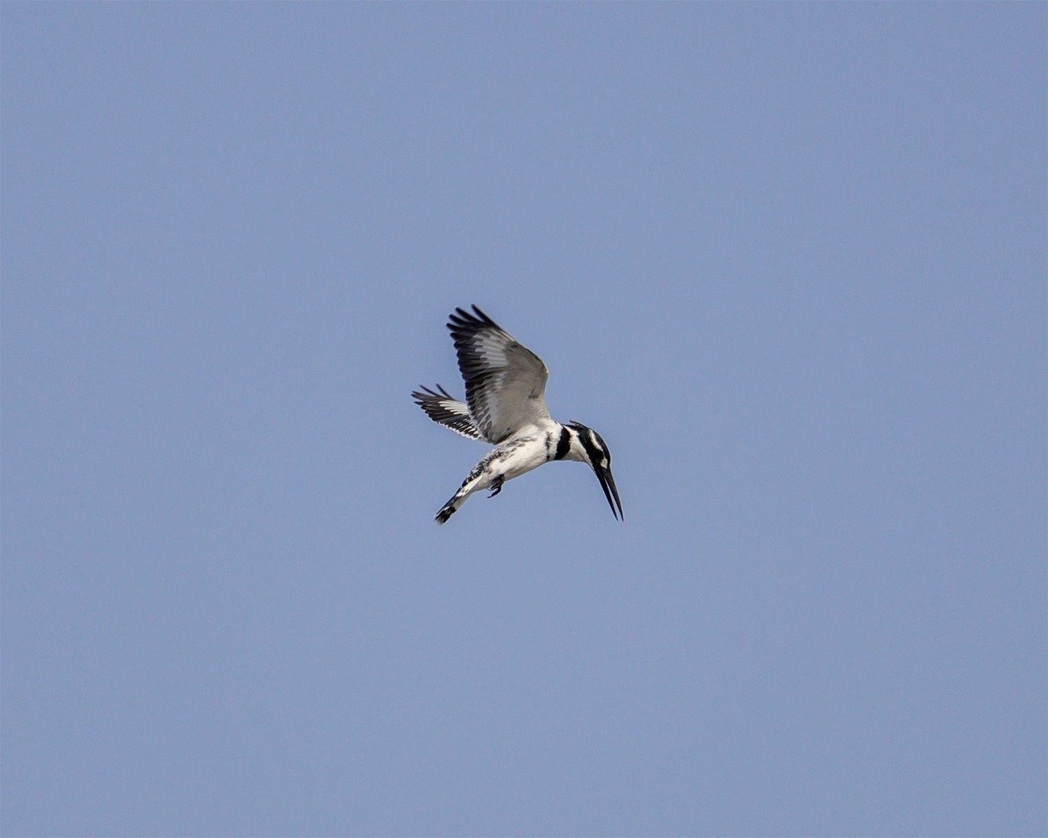 pied kingfisher