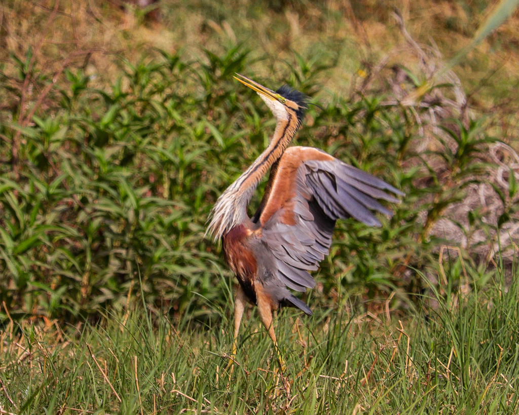 purple heron