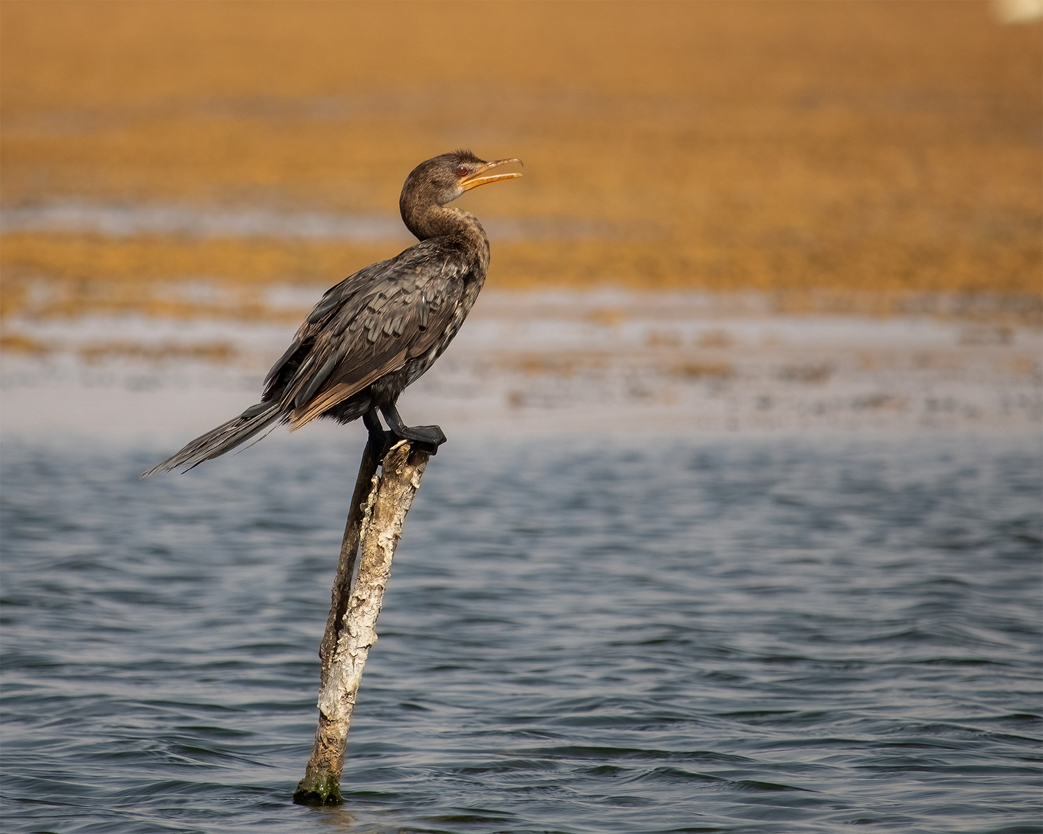 reed cormorant