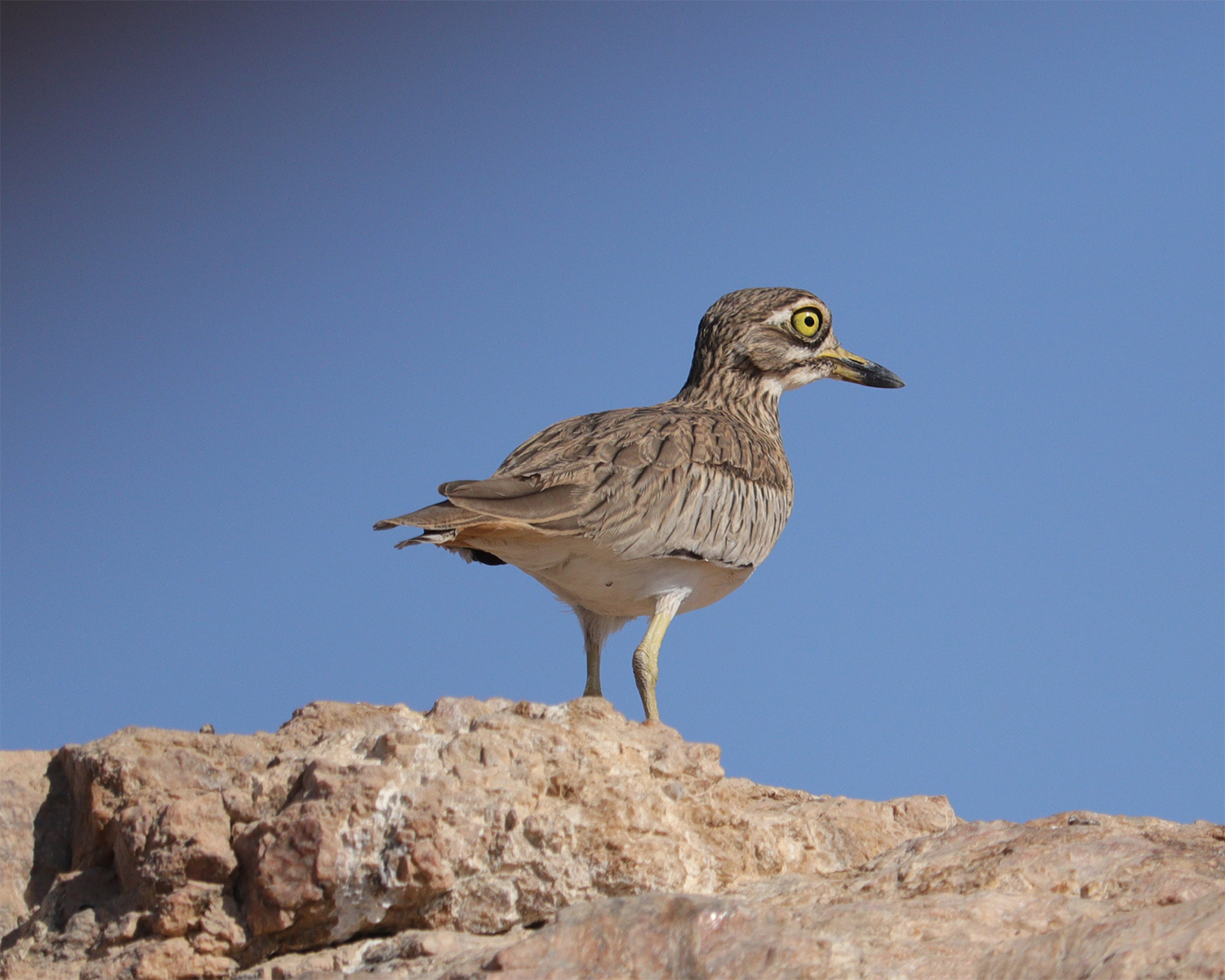 senegal thick-knee