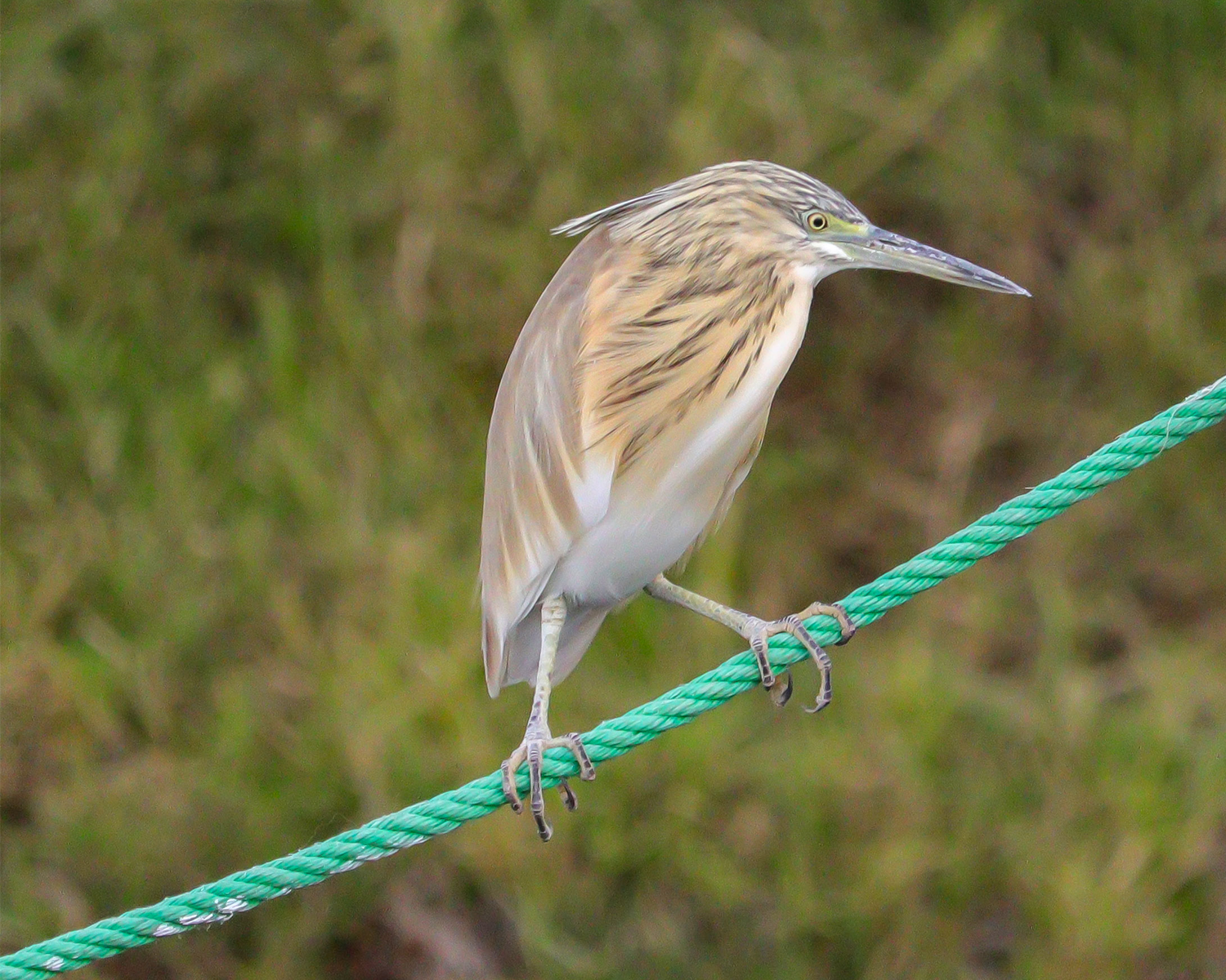 squcco heron
