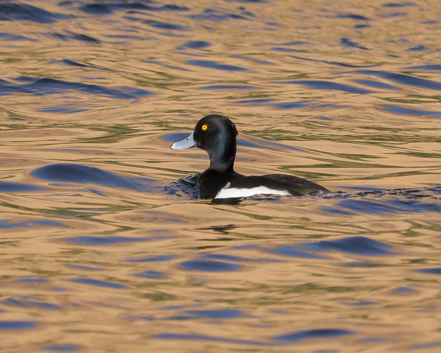 tufted duck