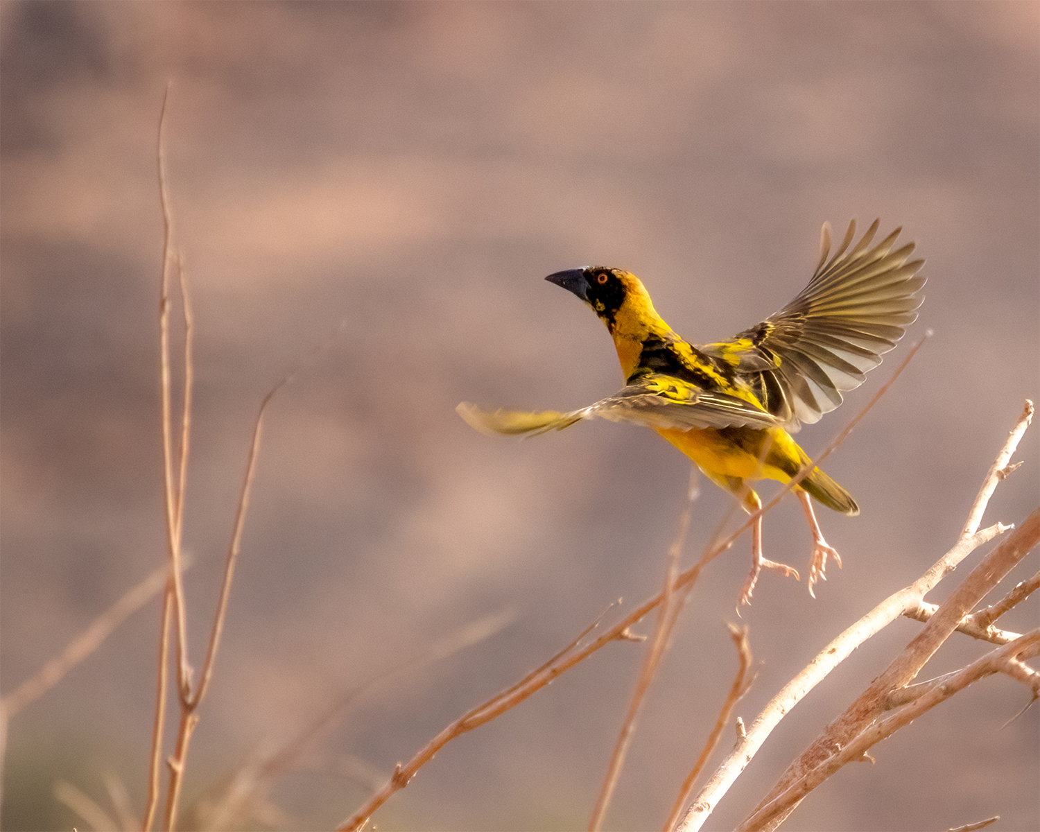 weaver
