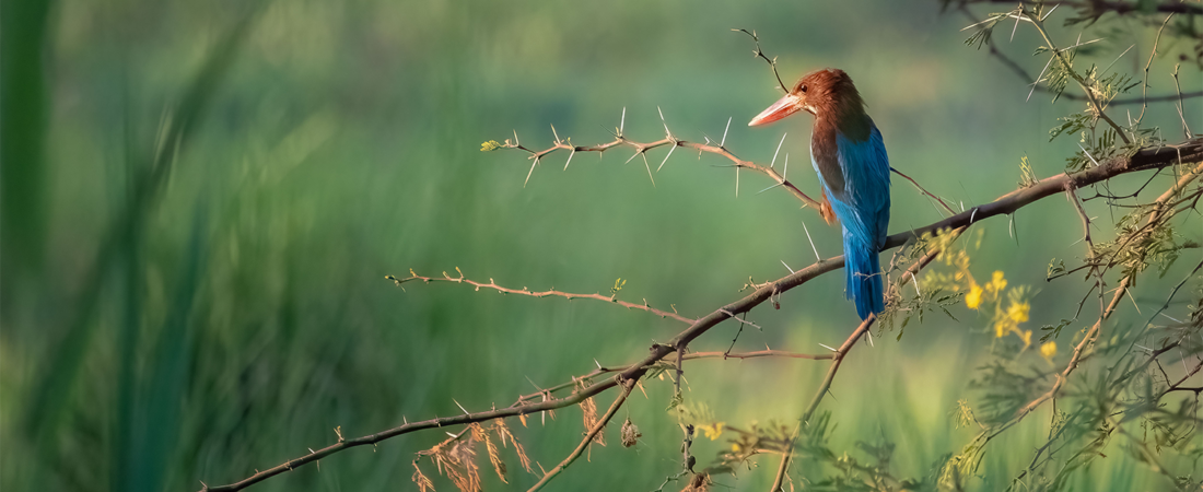 White-throated Kingfisher: The Blue Jewel of Aswan