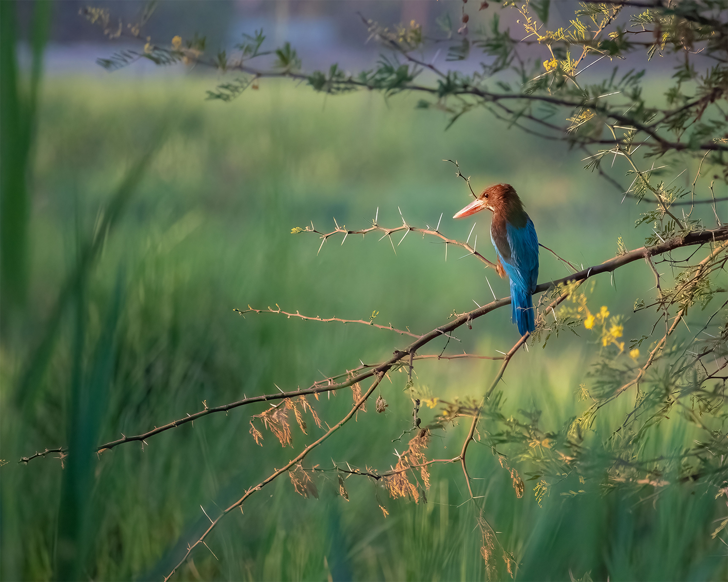 kingfisher
