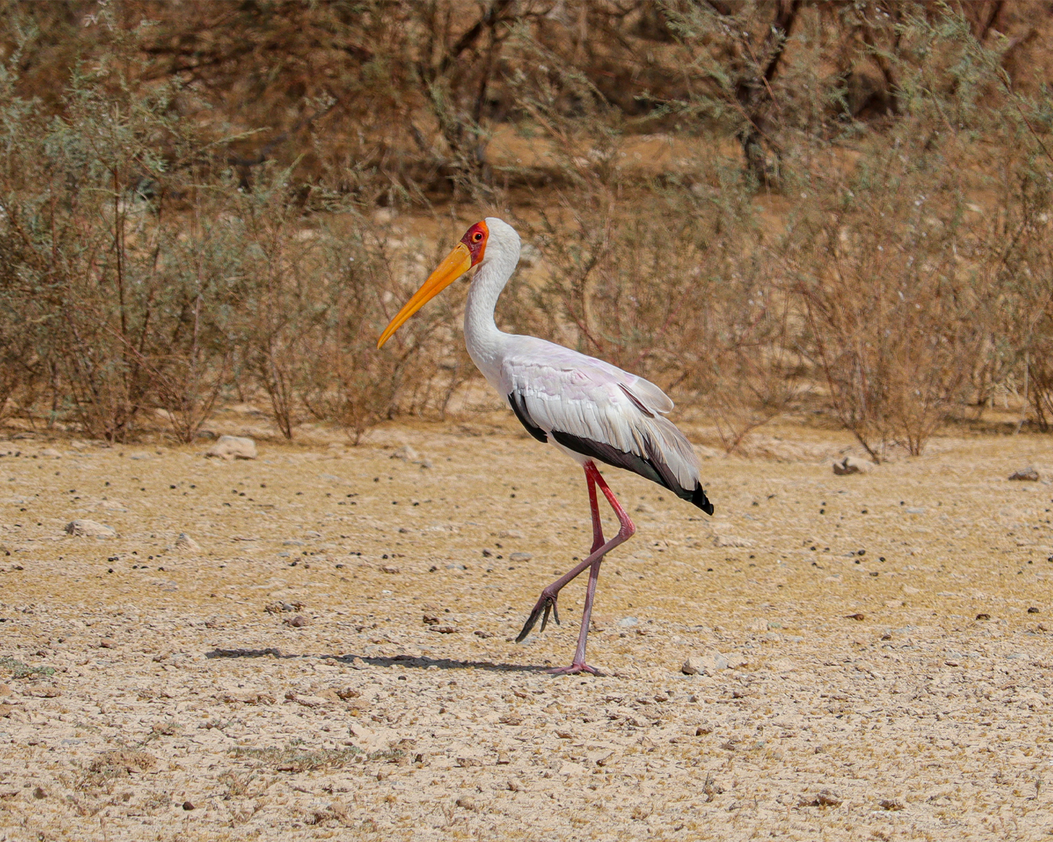 yellow-billed stork