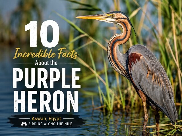 10 facts about purple heron