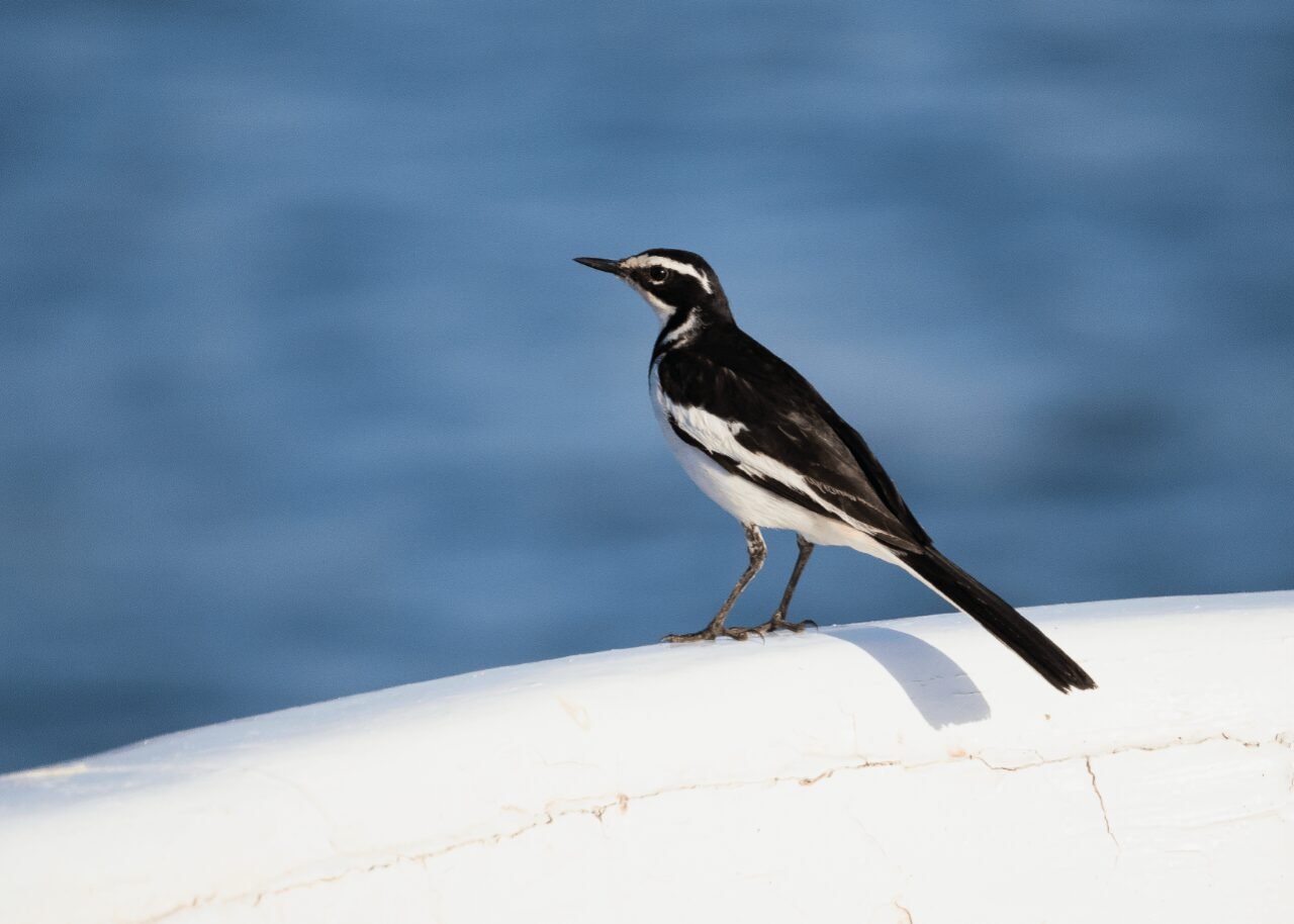 African Pied wagtail on the shores of lake nasser, egypt