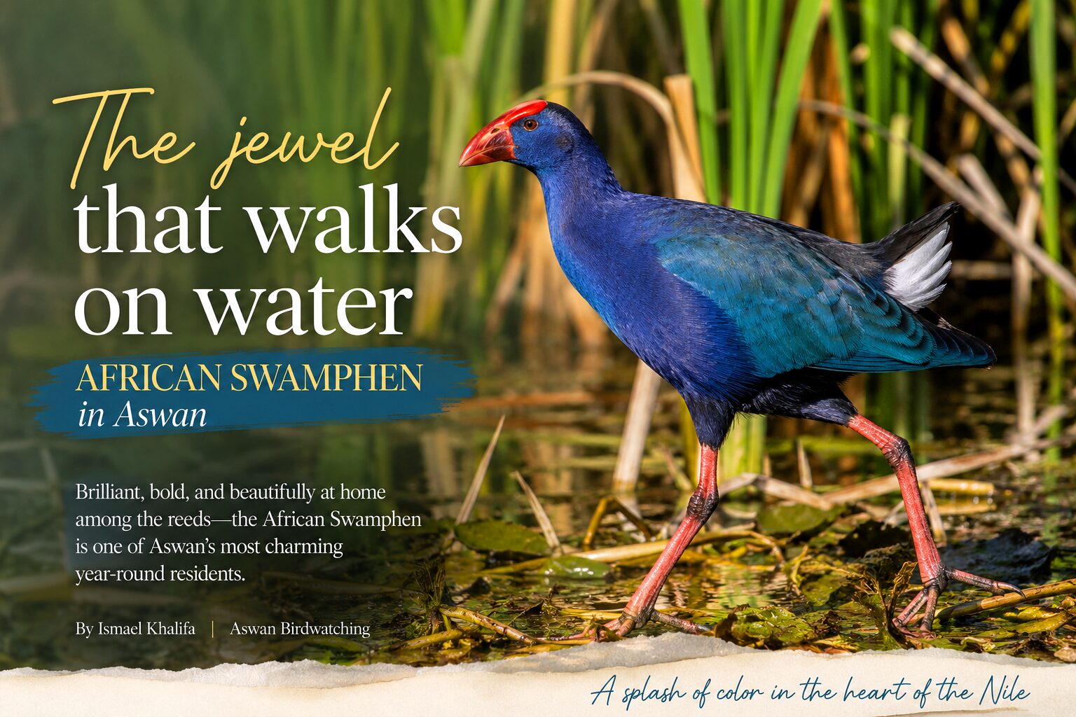 African Swamphen The Colorful Queen of the Nile Reeds