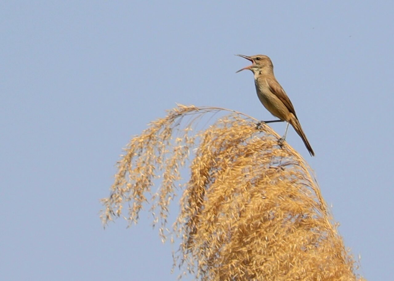 Clamorous reed warbler
