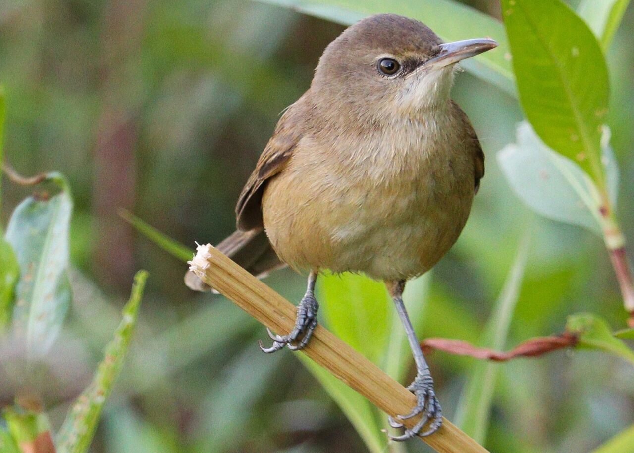 Clamorous reed warbler 1