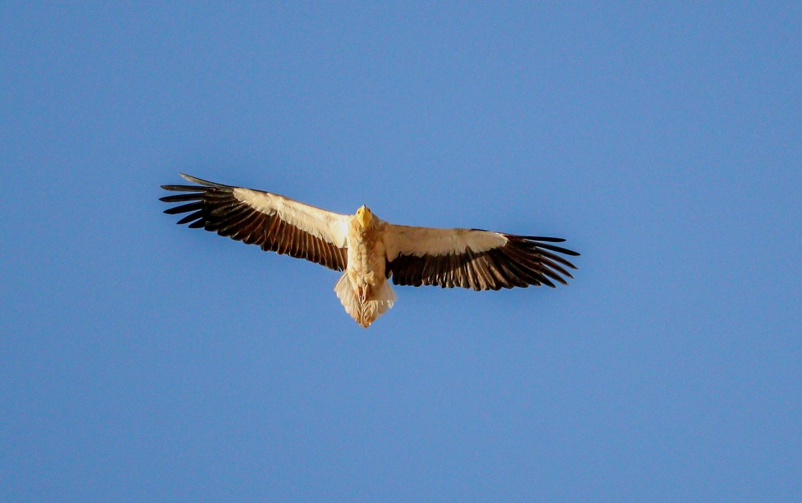 Egyptian Vulture soaring in blue sky