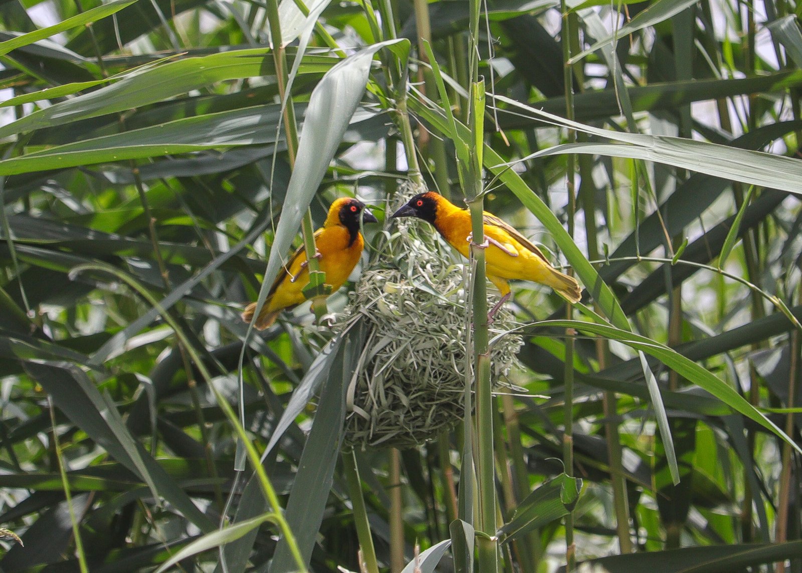 village weaver spotted near nest during birding trip with Aswan Birdwatching on lake nasser, egypt