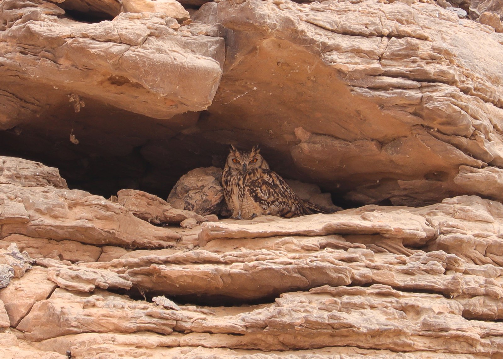 pharaoh eagle-owl spotted during birding trip with Aswan Birdwatching on lake nasser, Egypt