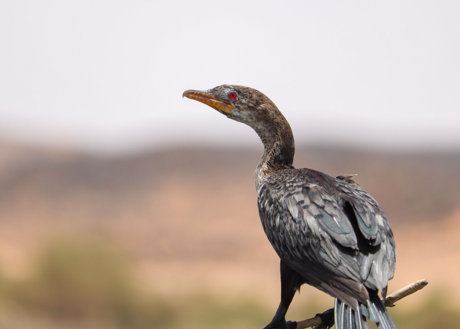 reed cormorant spotted during birding trip with Aswan Birdwatching