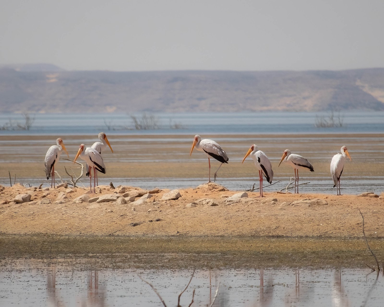 yellow-billed storks