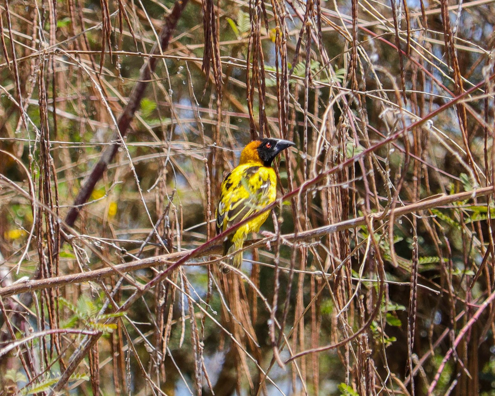village weaver during birding trip with Aswan Birdwatching on lake nasser