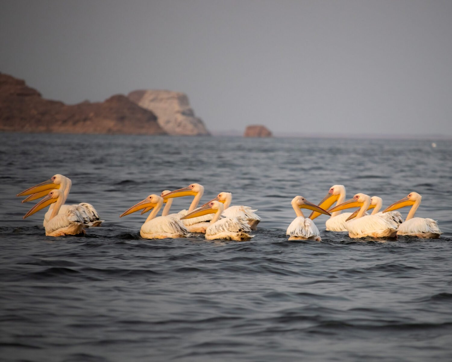 pelican